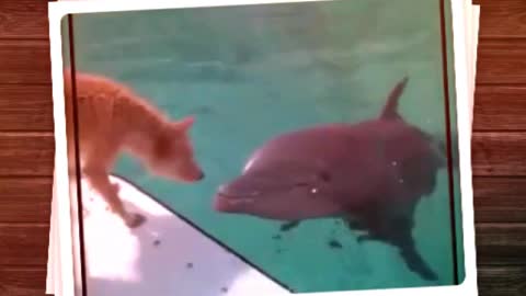 nature in action awesome dog and dolphin attitude against shark