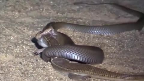 Brazilian snake fights giant lizard 2021