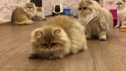 Fluffy Cats vs Laser Pointer