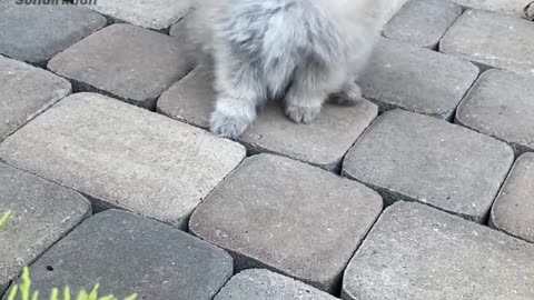 Cute puppy |german Spitz|white pomeranian| dogs playing in gardan|