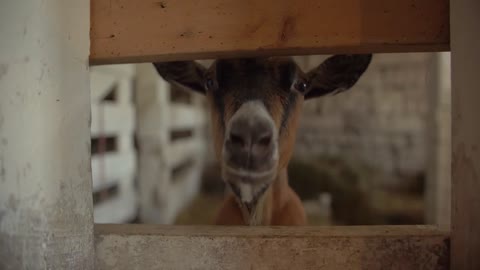 Young Goat in Wooden Barn