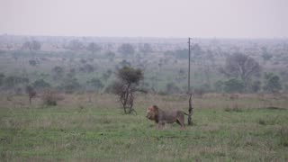 Buffalo Chase Away Lions