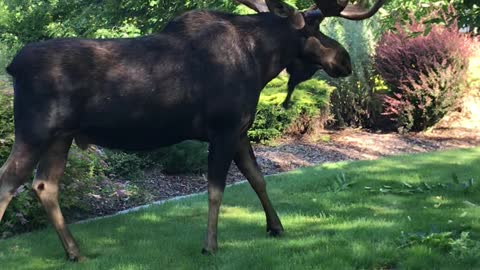 Moose Casually Strolls into Backyard for A Bite