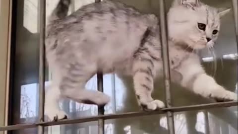 Amazing Stunt Perform by this Cat