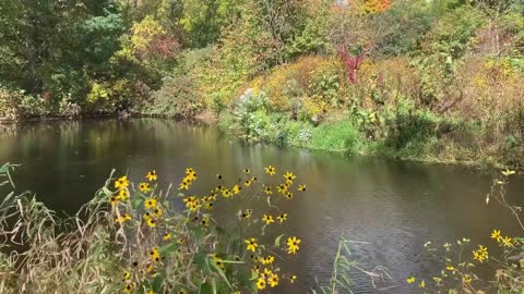 The wind blowing on a pond