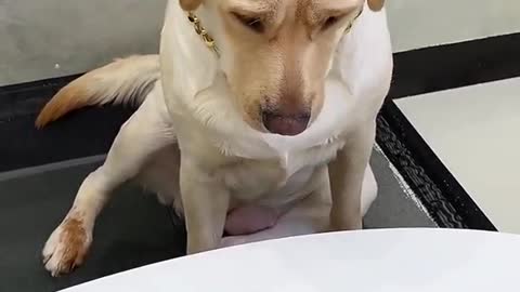 Try not to laugh with this dog so cute and funny dog