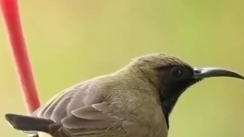 Cute beautiful birds| birds