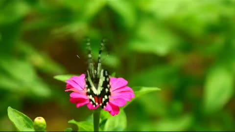 Colourful butterfly with beautiful flowers