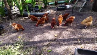 Hanging With My Chickens
