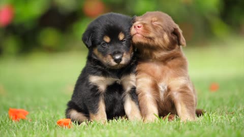 cute tow pets playing together in garden