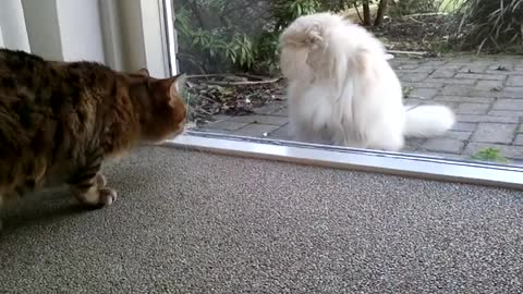 Spooky The Bengal Doesn’t Like His Persian Neighbor