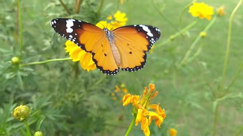 Butterfly in nature. A wonderful feeling once you see it