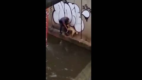 Dog rescued by police in a water canal