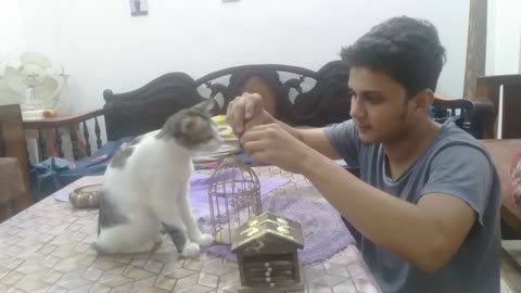 Kitten playing with my brother🔥