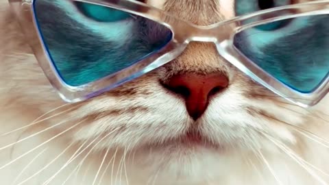 Beautiful Cat's Style 😺 #cat #cats #cute #cutecat #cutecats #pets #animals
