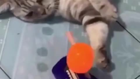 cat reaction to toys laugh warranty