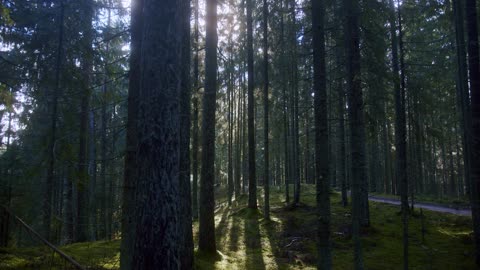 Video of a Forest