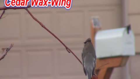 Cedar Wax-Wing