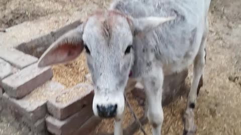 😝 हे प्रभु हे हरिनाथ 😍😛 Cute Cow Drink Water ❤️🤗