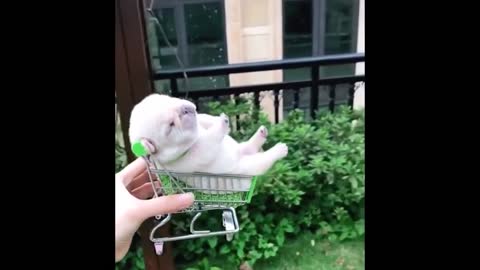 heard of SHOPPING? Puppies <3