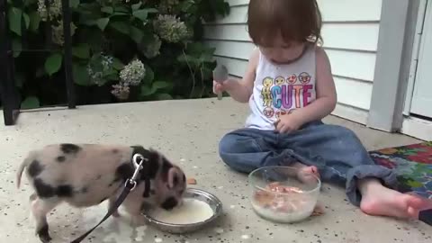 Cutest Pigs and Piglets of 2017 Weekly Compilation | Funny Pet Videos