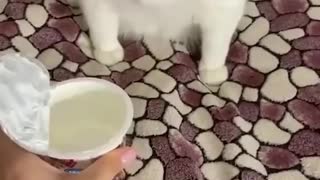 the cat who doesn't like yogurt