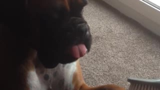 Dog enjoys being pampered