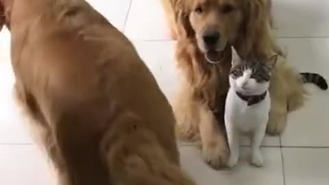 the dog and the cat trick each other
