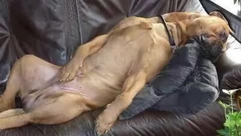 Wanna LAUGH ?Watch the best funniest dog clips of the year