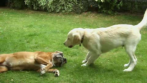 Gilbert French Bulldog and Emma, Boxer Rollin' - Dogs are Crazy and FUNNY !