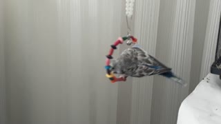 Little budgie like to make himself spin