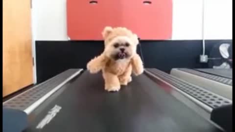 Little cute fluffy dog starts training on treadmill
