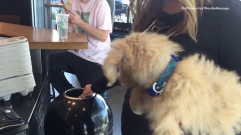 Puppy licking starbucks whipped cream