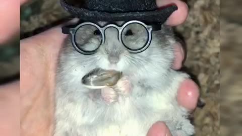 Well-dressed hamster enjoys his treat