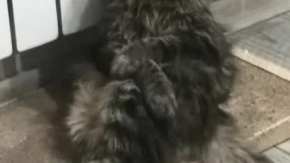 Cat Falls Asleep in Precious Pose