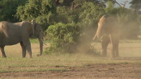 Elephants fight each other on the plains of Africa