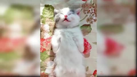Baby Cats - Cute and Funny Cat Videos Compilation #8 | Aww Animals