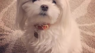 Small white dog red collar paws at nose