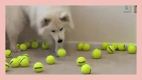 SAMOYED PLAYS 75 TENNIS BALLS｜ ELEVEN MONTH SAMOYED｜ HOW MUCH DOES SAMOYED LIKE TO PLAY BALL