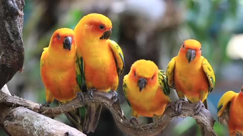 Sun Conure Parrots Resting On A Branch nice 2021 plz see this video