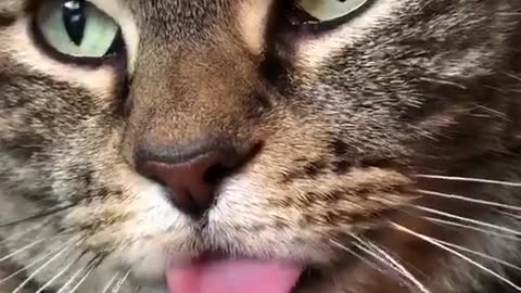 Gato saca la lengua para la cámara