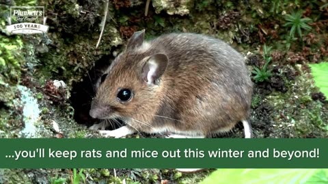 Ways to Get Rid of Rodents in Your Home