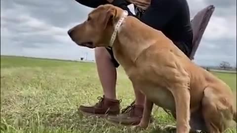 Labrador retriever trening dog