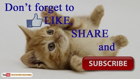 Short Funny Animals Vines 😺🐱😺 Funny Animals Compilation - Whateverfun!