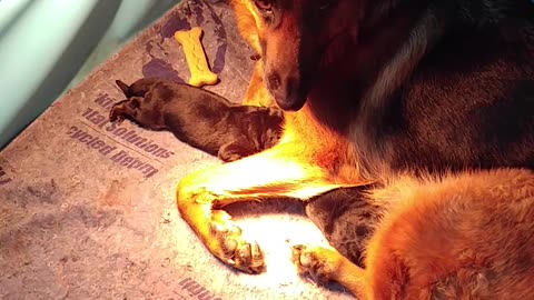 PUPPIES Jules was whipped! Such a great Mama German Shepherd FB @SGSKRH