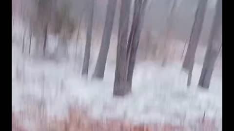 Firewood in the snowstorm