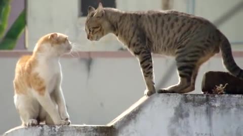 Cute cat angry fight with Two cat