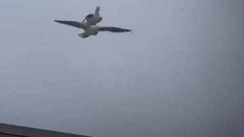 Seagull hitching a ride on fellow seagull