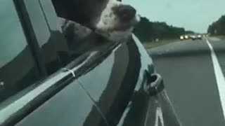 Car sick dog keeps head out of the window