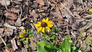 Beautiful Black-Eyed Susan!